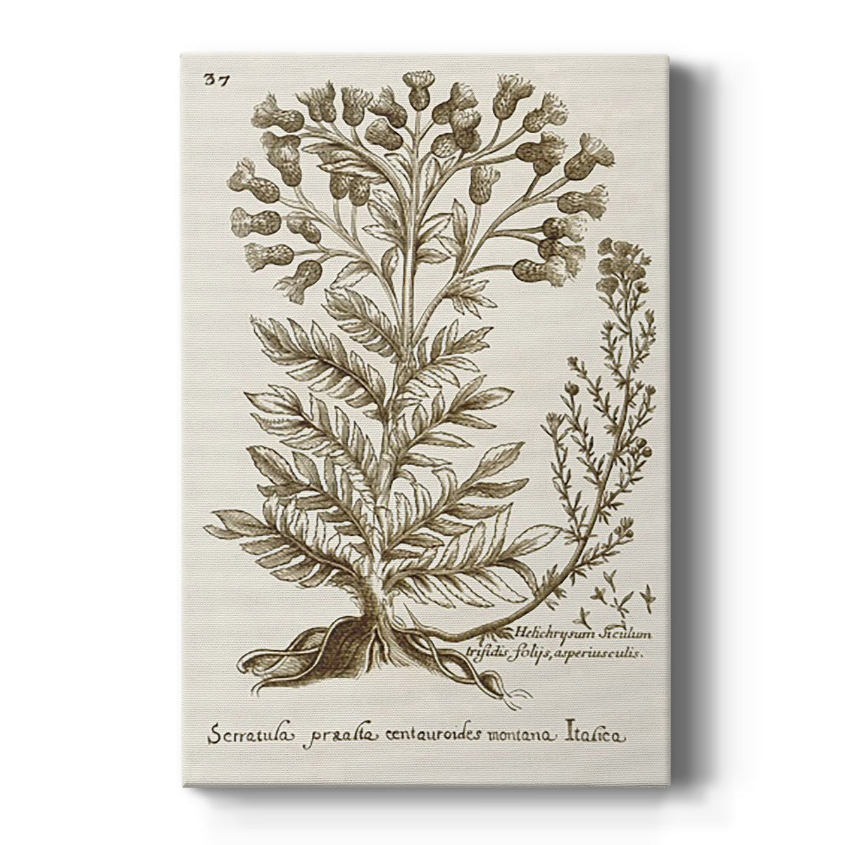 Sepia Botanical Journal I - Canvas Art Print