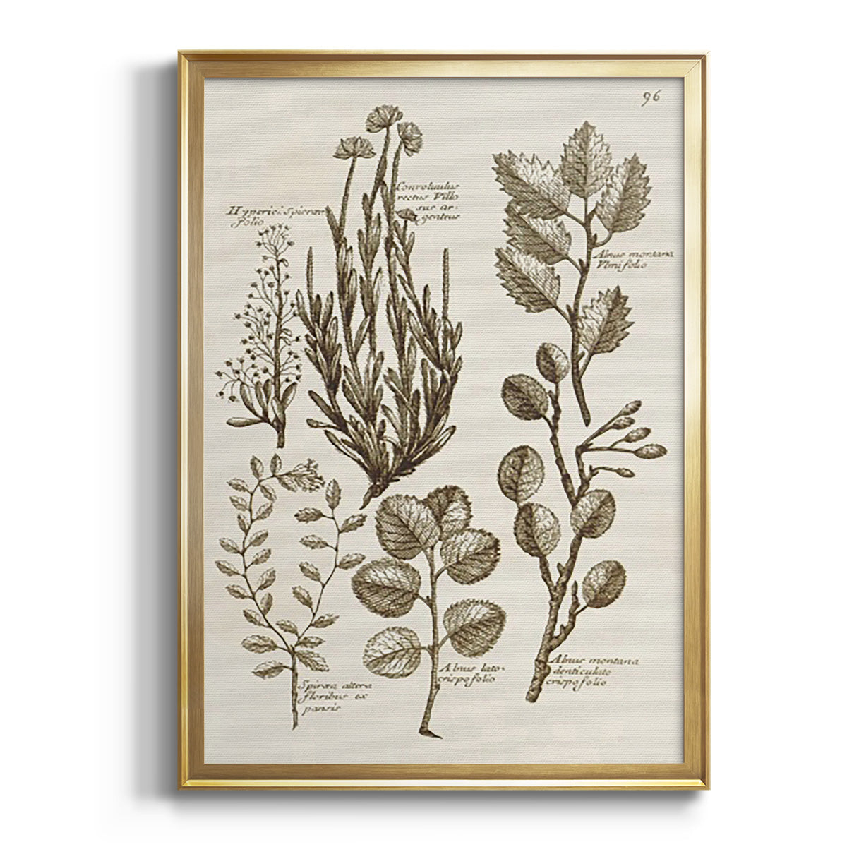 Sepia Botanical Journal I - Modern Framed Canvas Print