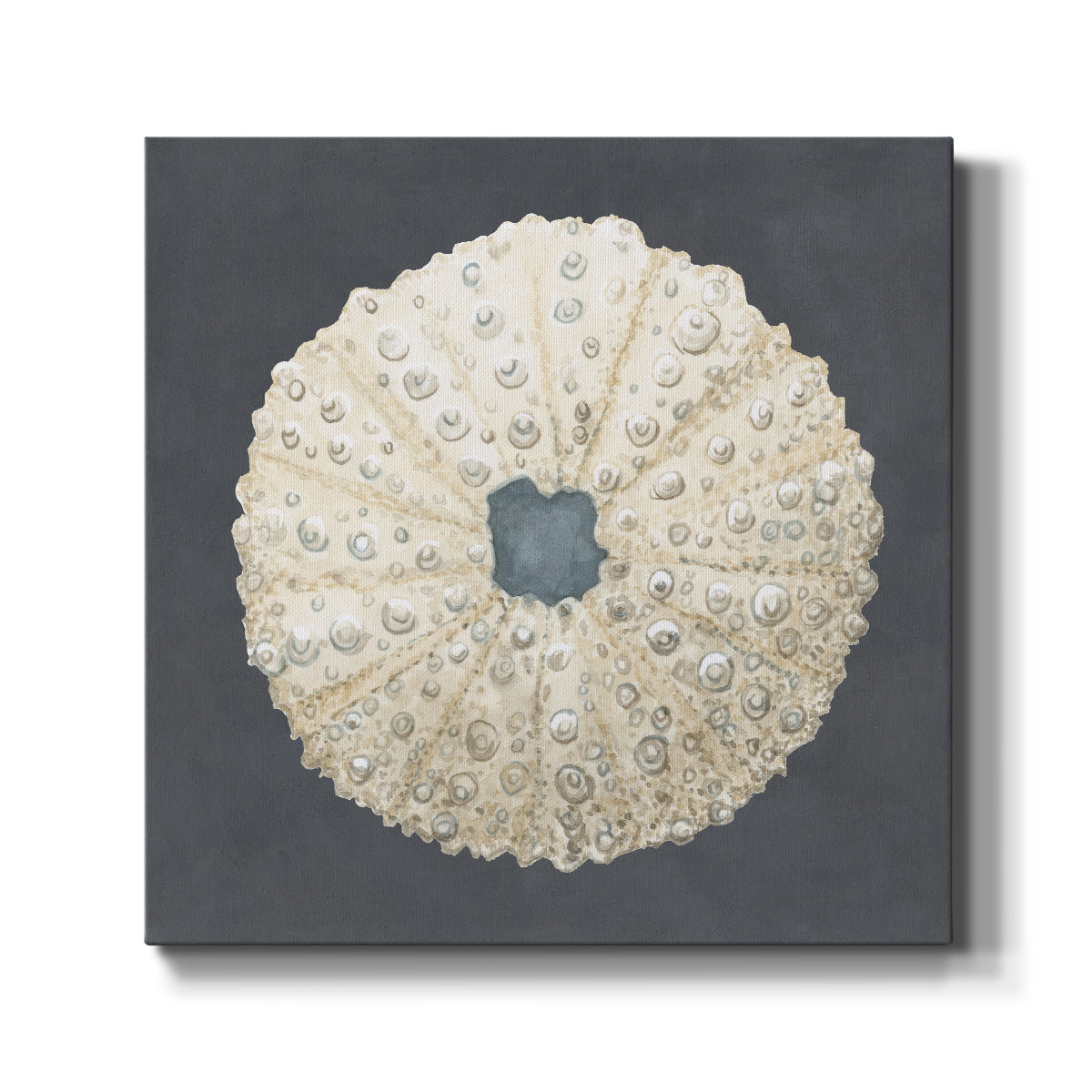Shell on Slate VII - Canvas Art Print