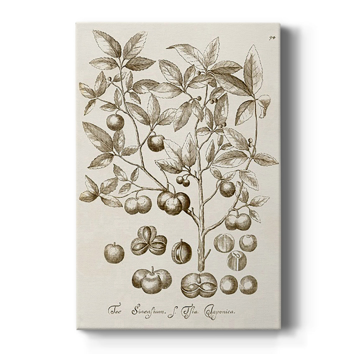 Sepia Botanical Journal II - Canvas Art Print