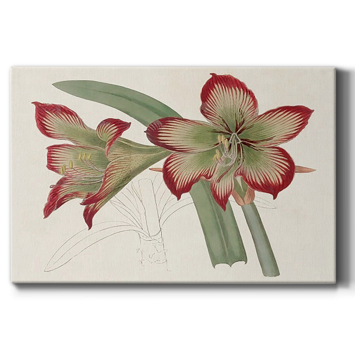 Amaryllis Varietals IV - Canvas Art Print