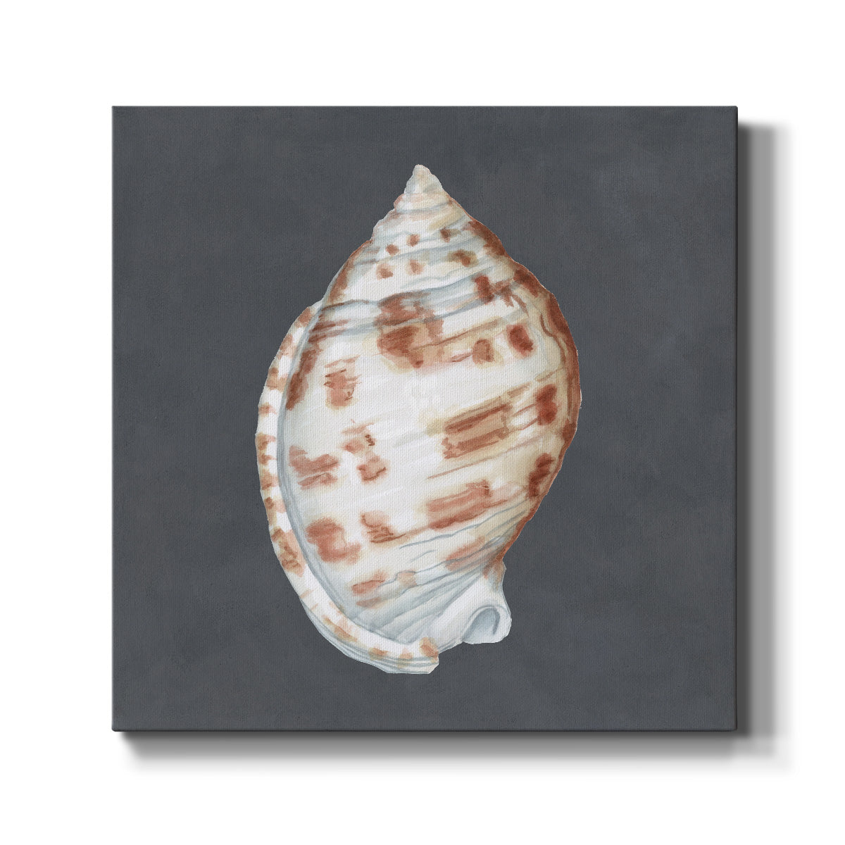 Shell on Slate I-Premium Gallery Wrapped Canvas - Ready to Hang