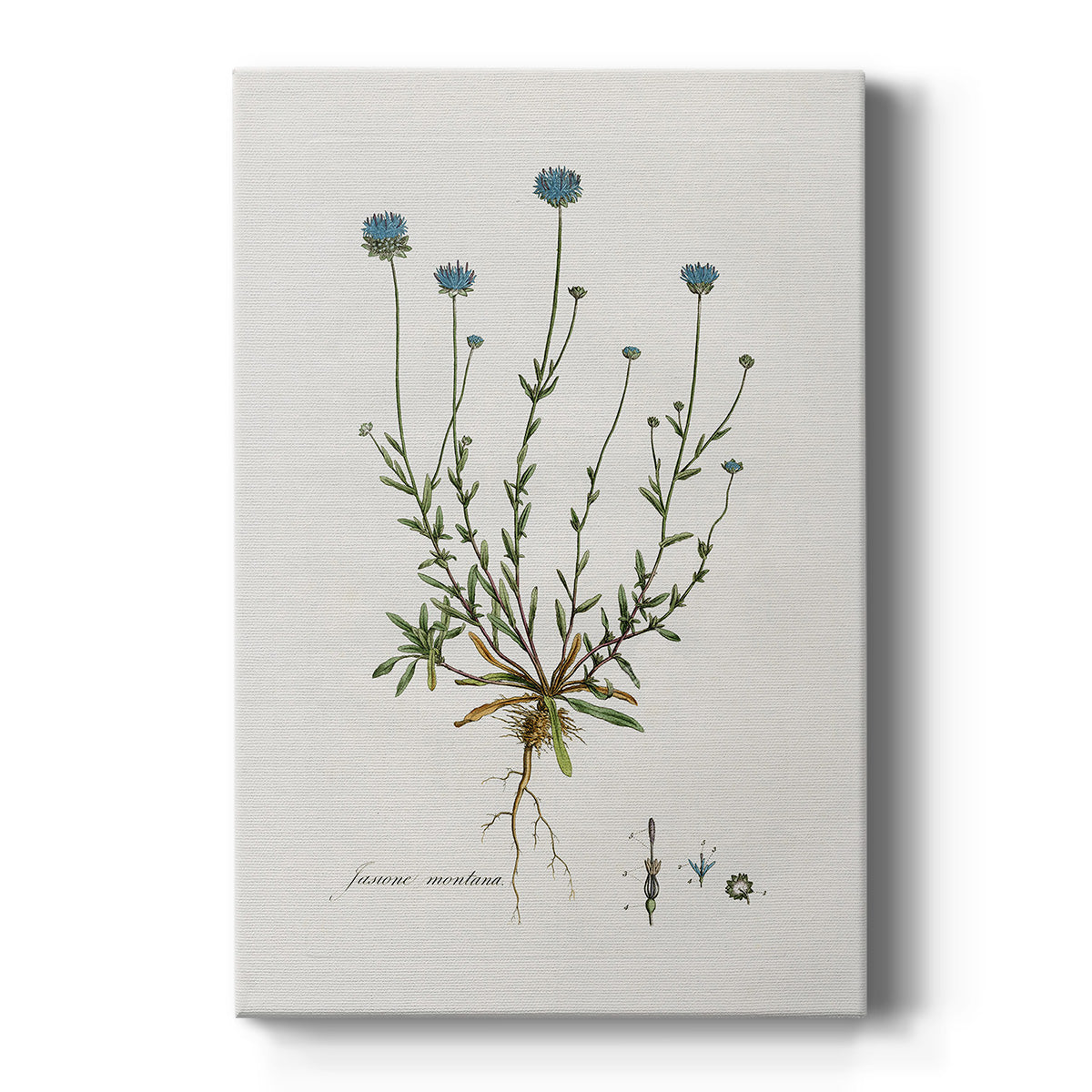 Bellflower Study - Canvas Art Print