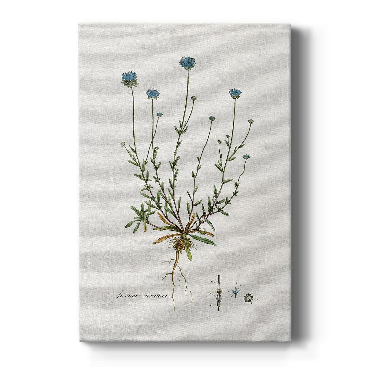 Bellflower Study Premium Gallery Wrapped Canvas - Ready to Hang