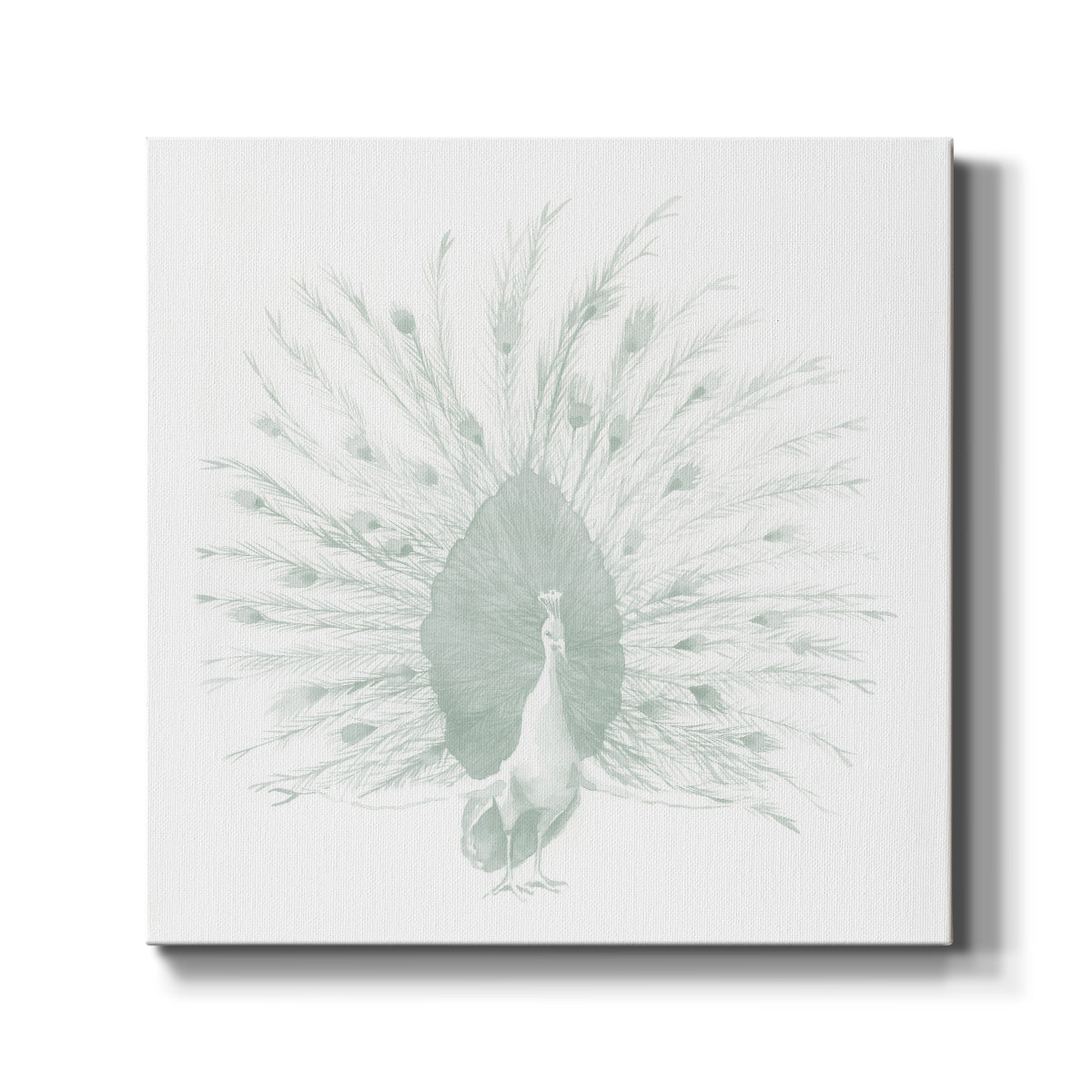 Sage Peacock I - Canvas Art Print
