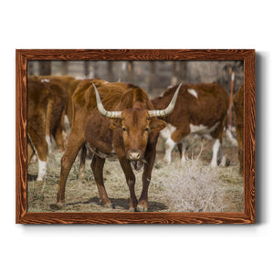 Longhorns-Premium Framed Canvas - Ready to Hang