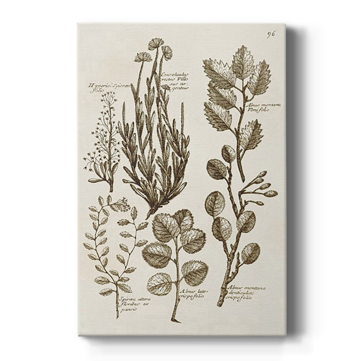 Sepia Botanical Journal VIII - Canvas Art Print