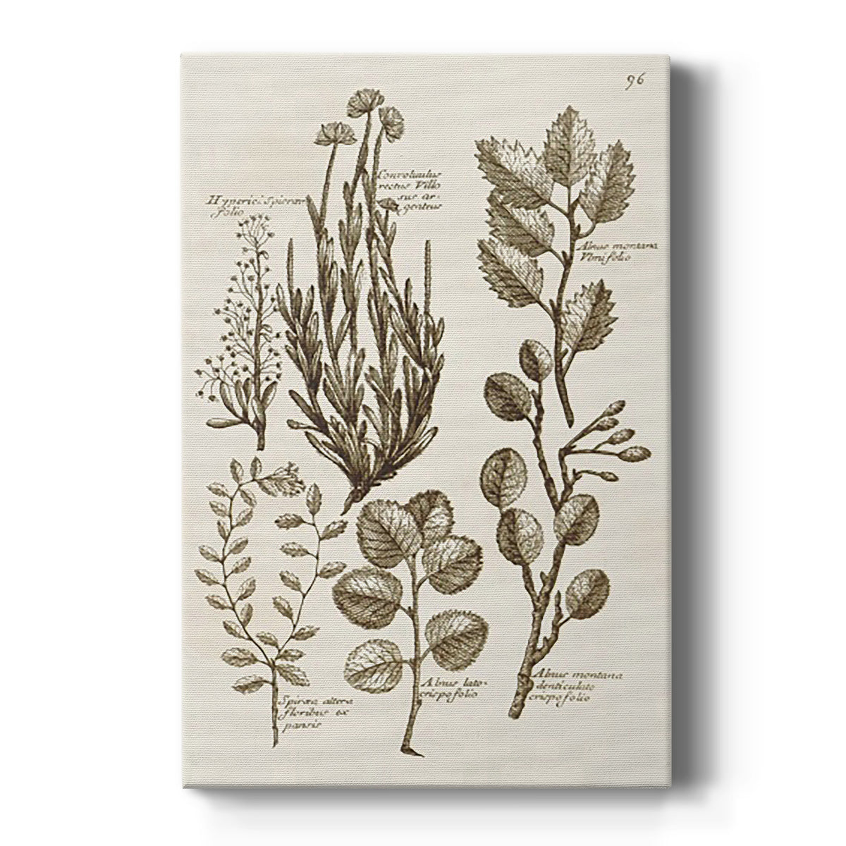 Sepia Botanical Journal VIII Premium Gallery Wrapped Canvas - Ready to Hang
