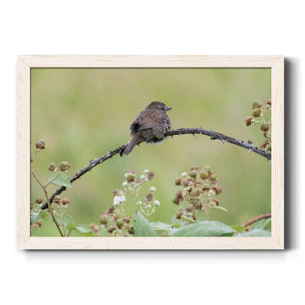 Resting Sparrow-Premium Framed Canvas - Ready to Hang