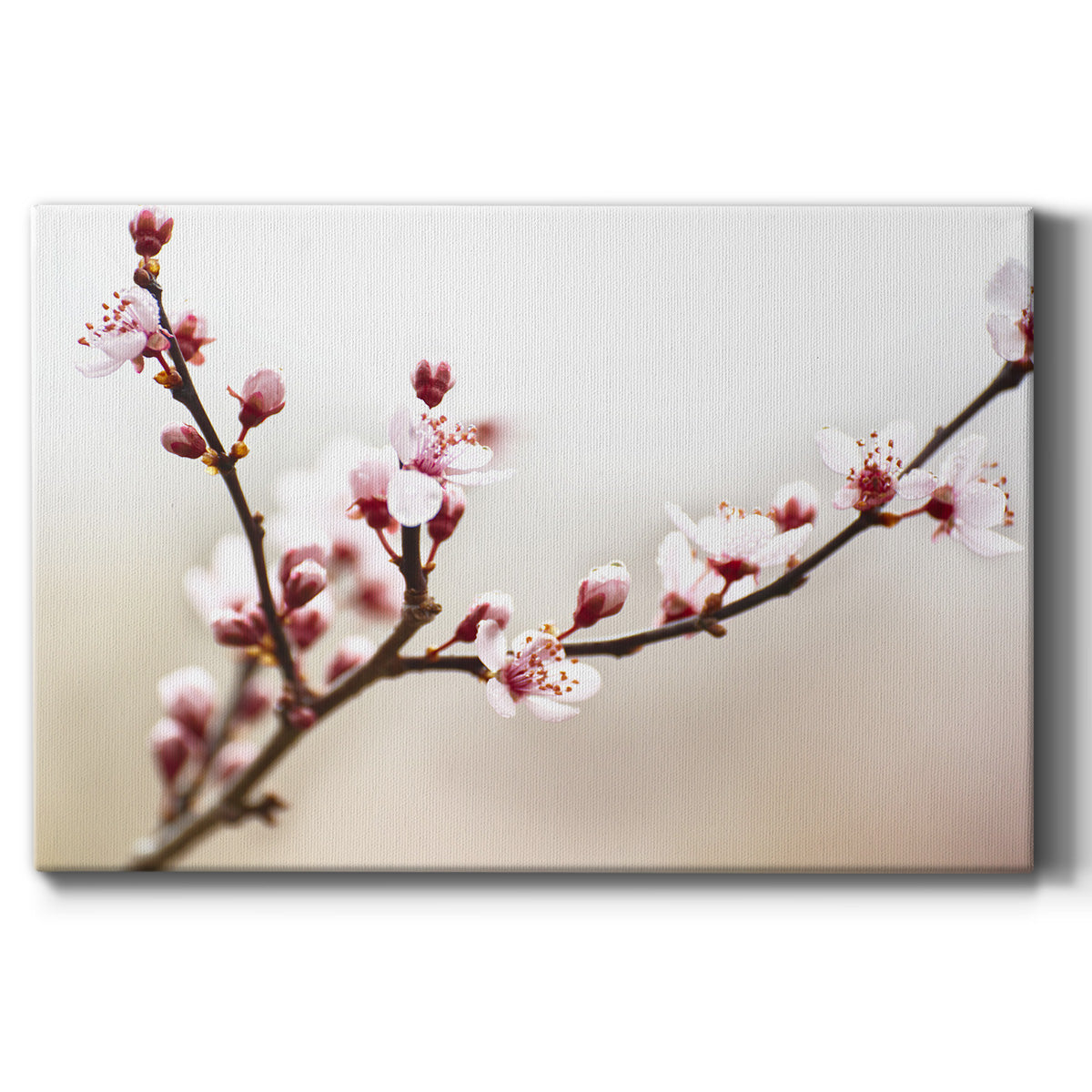 Cherry Blossom Study I Premium Gallery Wrapped Canvas - Ready to Hang