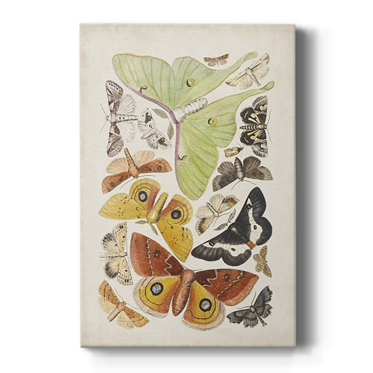 Antique Moths I Premium Gallery Wrapped Canvas - Ready to Hang