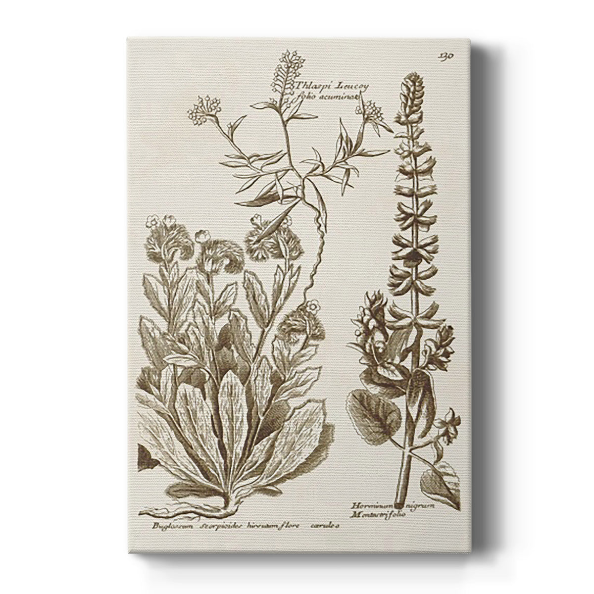 Sepia Botanical Journal IV - Canvas Art Print