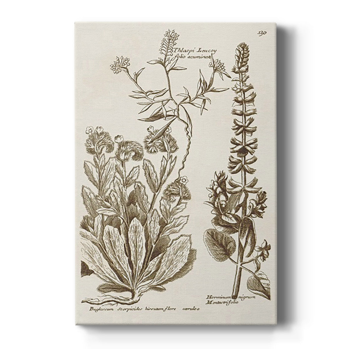 Sepia Botanical Journal IV Premium Gallery Wrapped Canvas - Ready to Hang