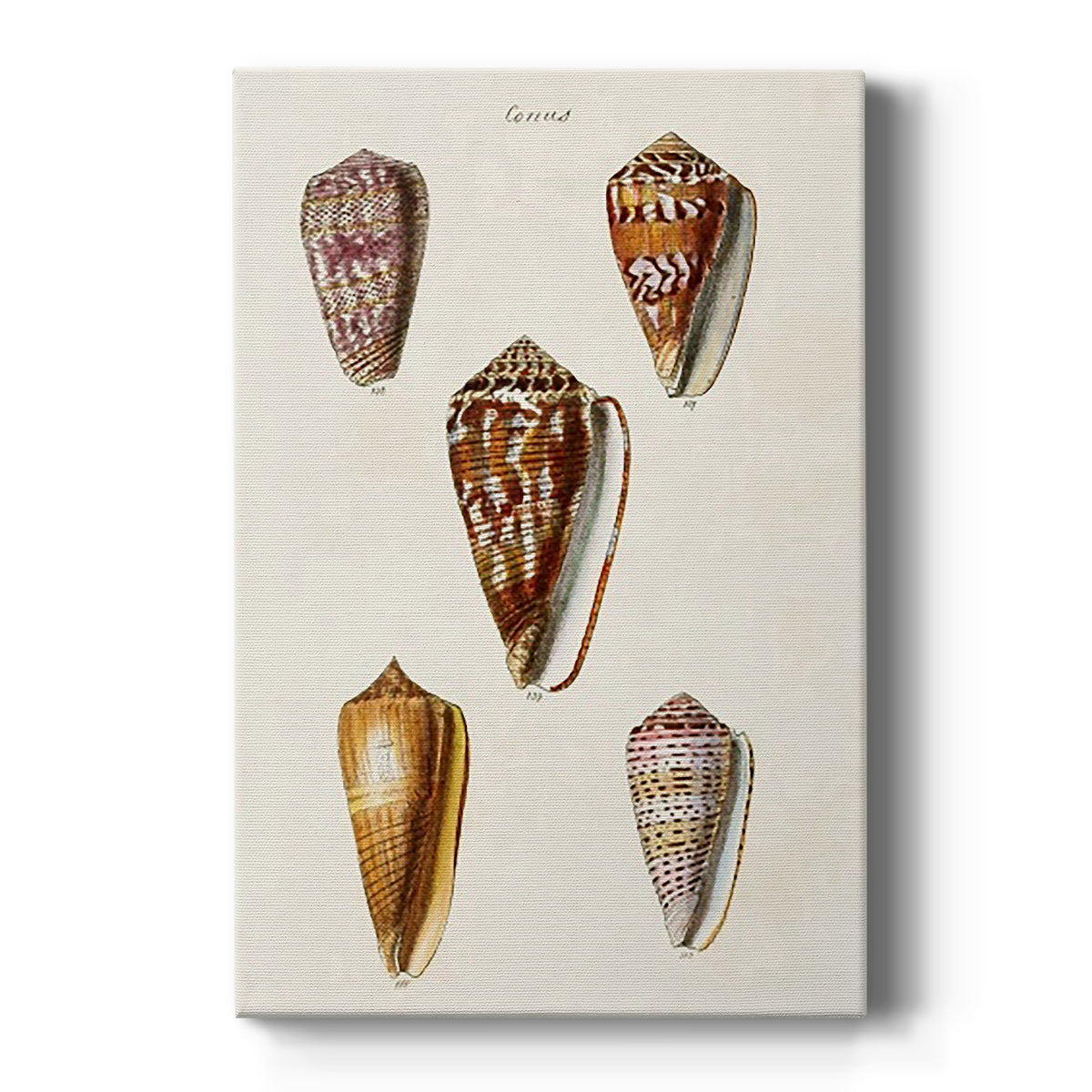Cone Shell Collection VI Premium Gallery Wrapped Canvas - Ready to Hang