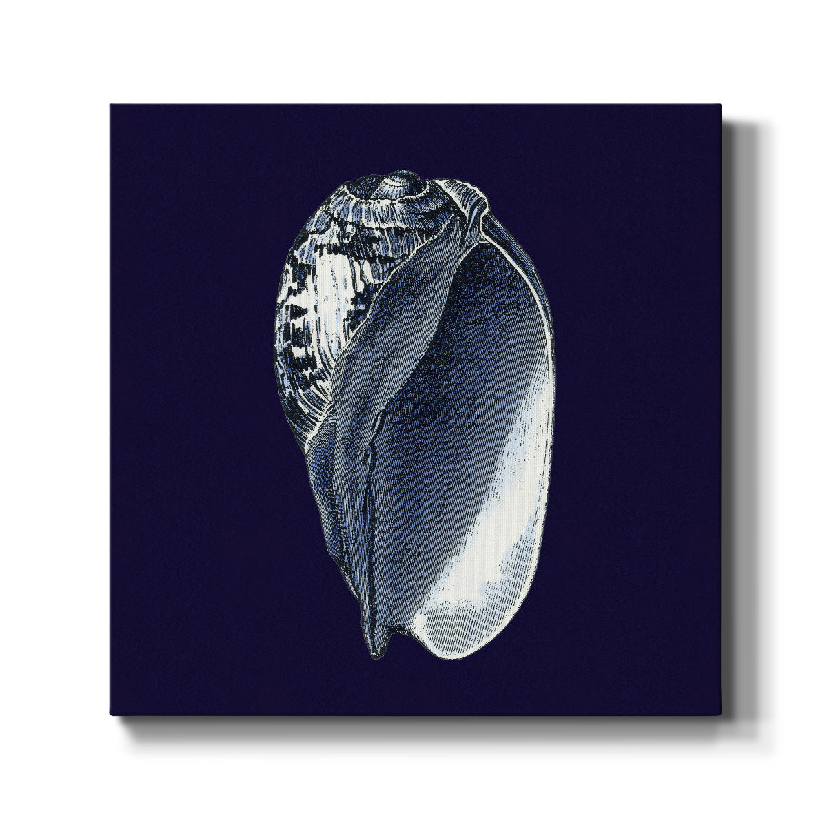 Indigo Shells V - Canvas Art Print