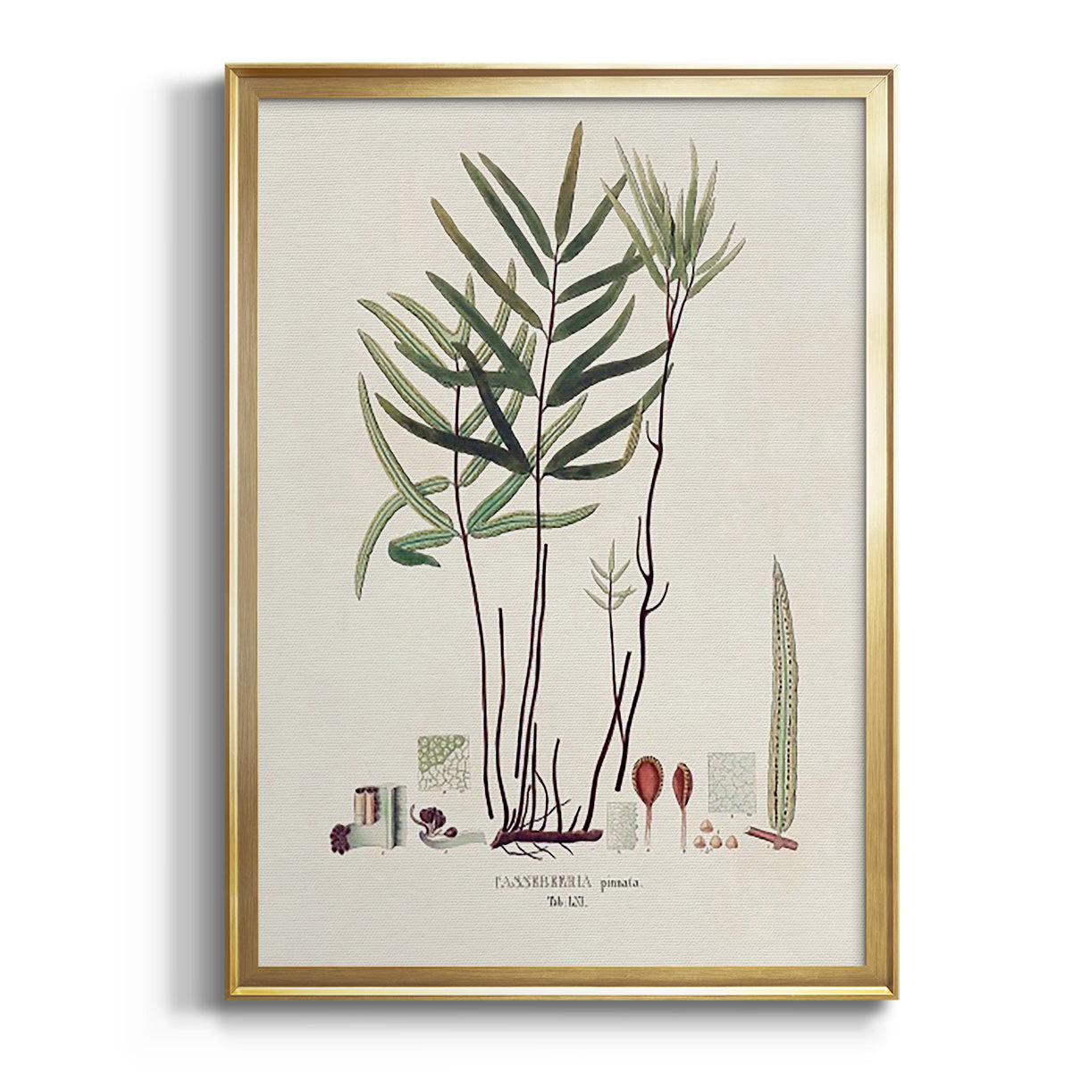 Sepia Botanical Journal I - Modern Framed Canvas Print