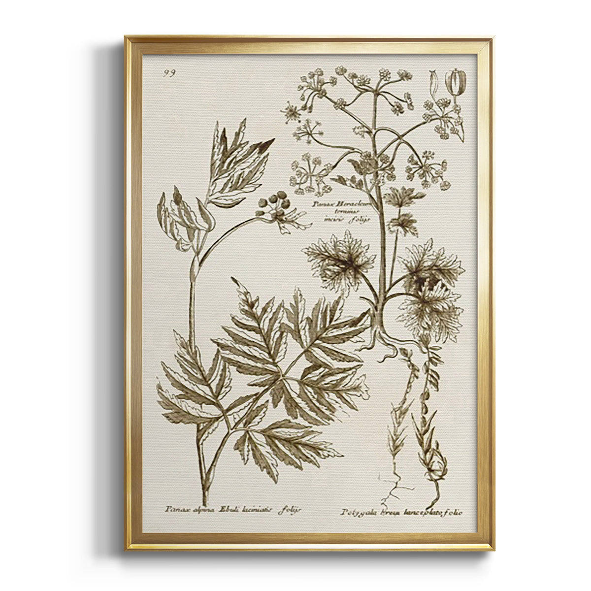 Sepia Botanical Journal I - Modern Framed Canvas Print