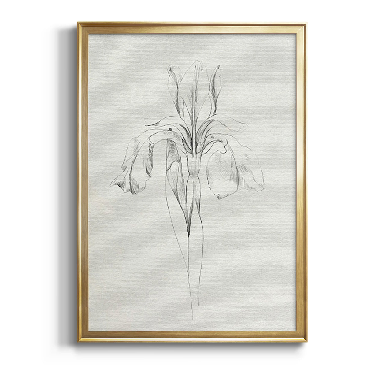 Neutral Iris Sketch I Premium Framed Print - Ready to Hang