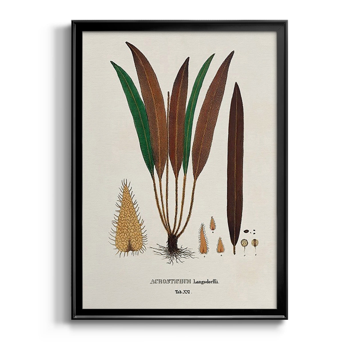 Botanical Society Ferns I Premium Framed Print - Ready to Hang