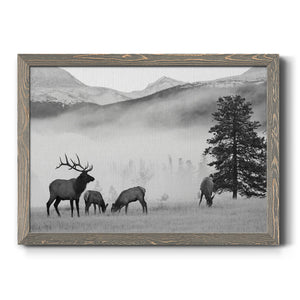 Mountain Elk-Premium Framed Canvas - Ready to Hang