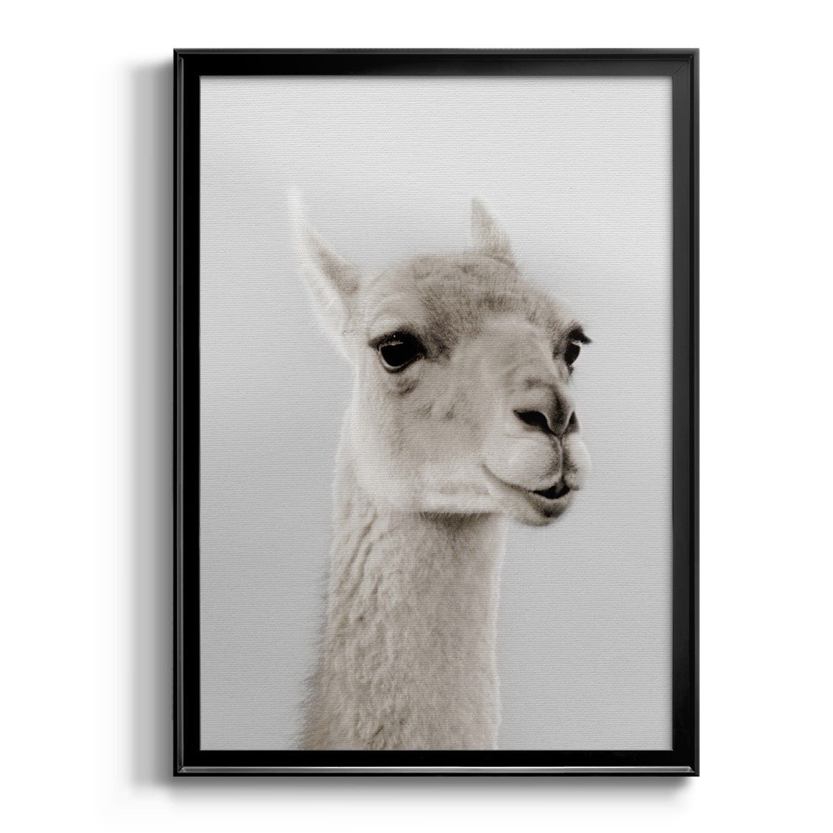 Soft Llama Premium Framed Print - Ready to Hang