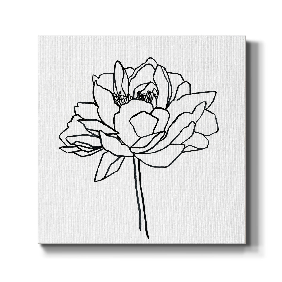 Peony Contour II - Canvas Art Print