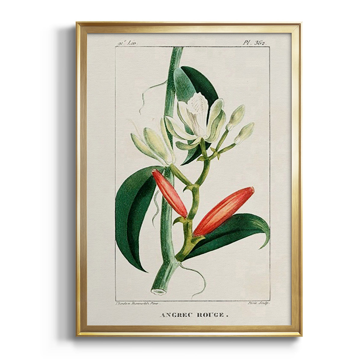 Sepia Botanical Journal I - Modern Framed Canvas Print