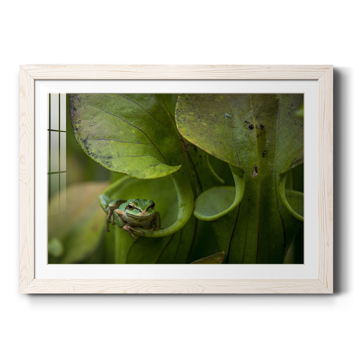 Celebrate-Premium Framed Print - Ready to Hang