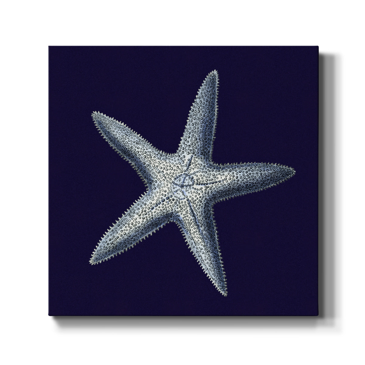 Indigo Shells IV - Canvas Art Print