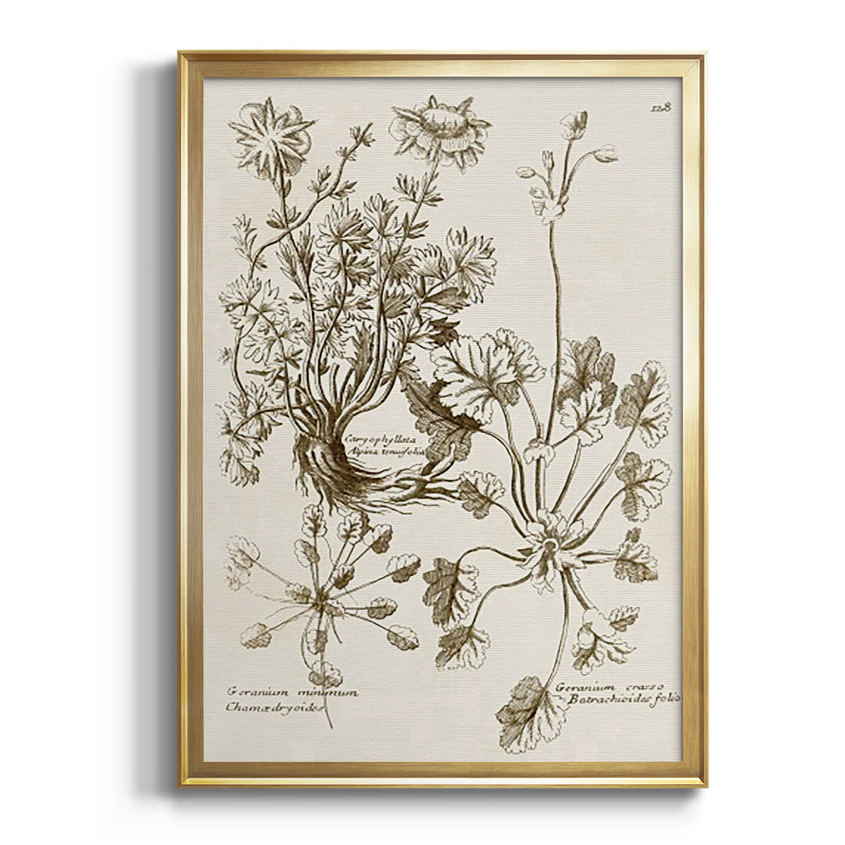 Sepia Botanical Journal I - Modern Framed Canvas Print