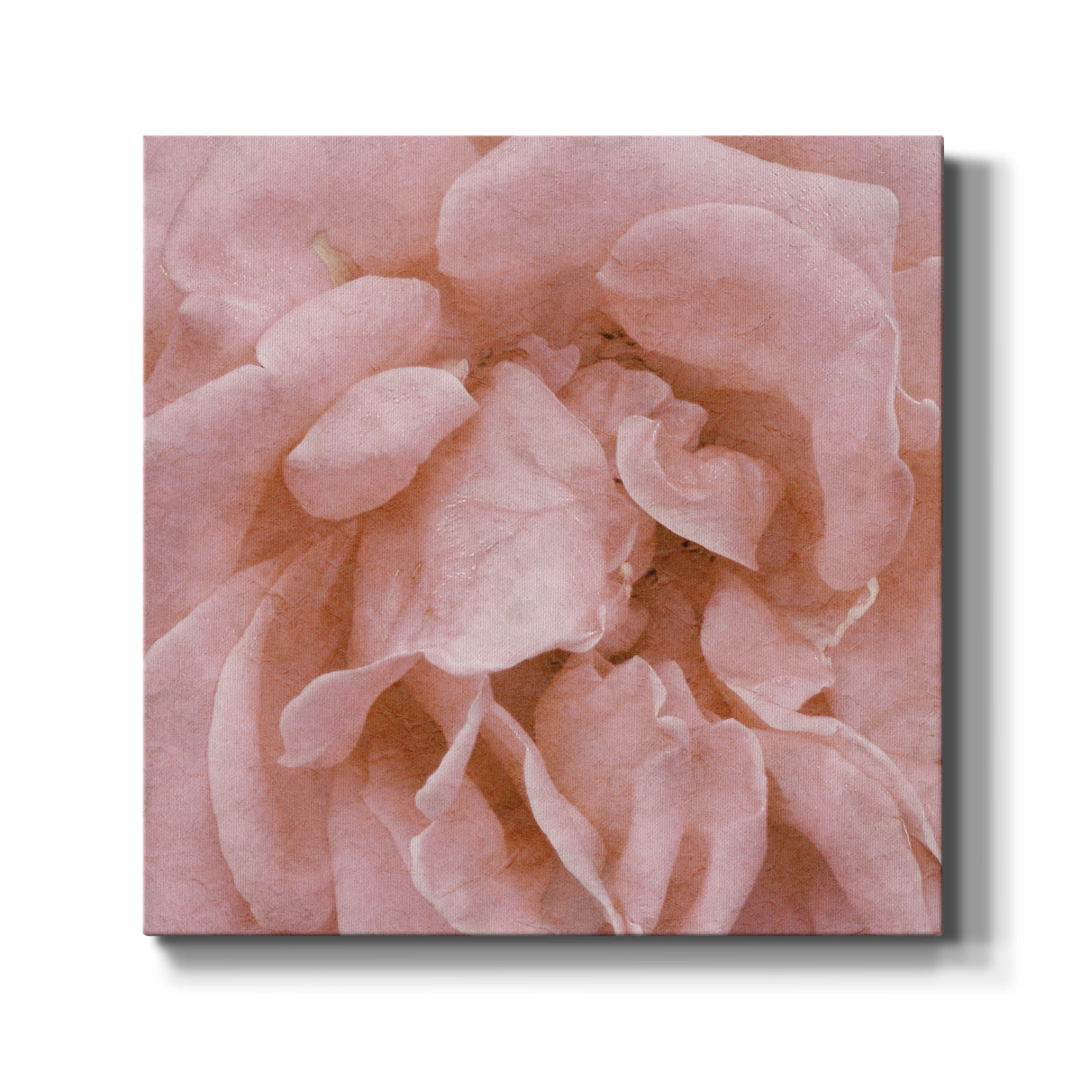 Wall Flower IV - Canvas Art Print