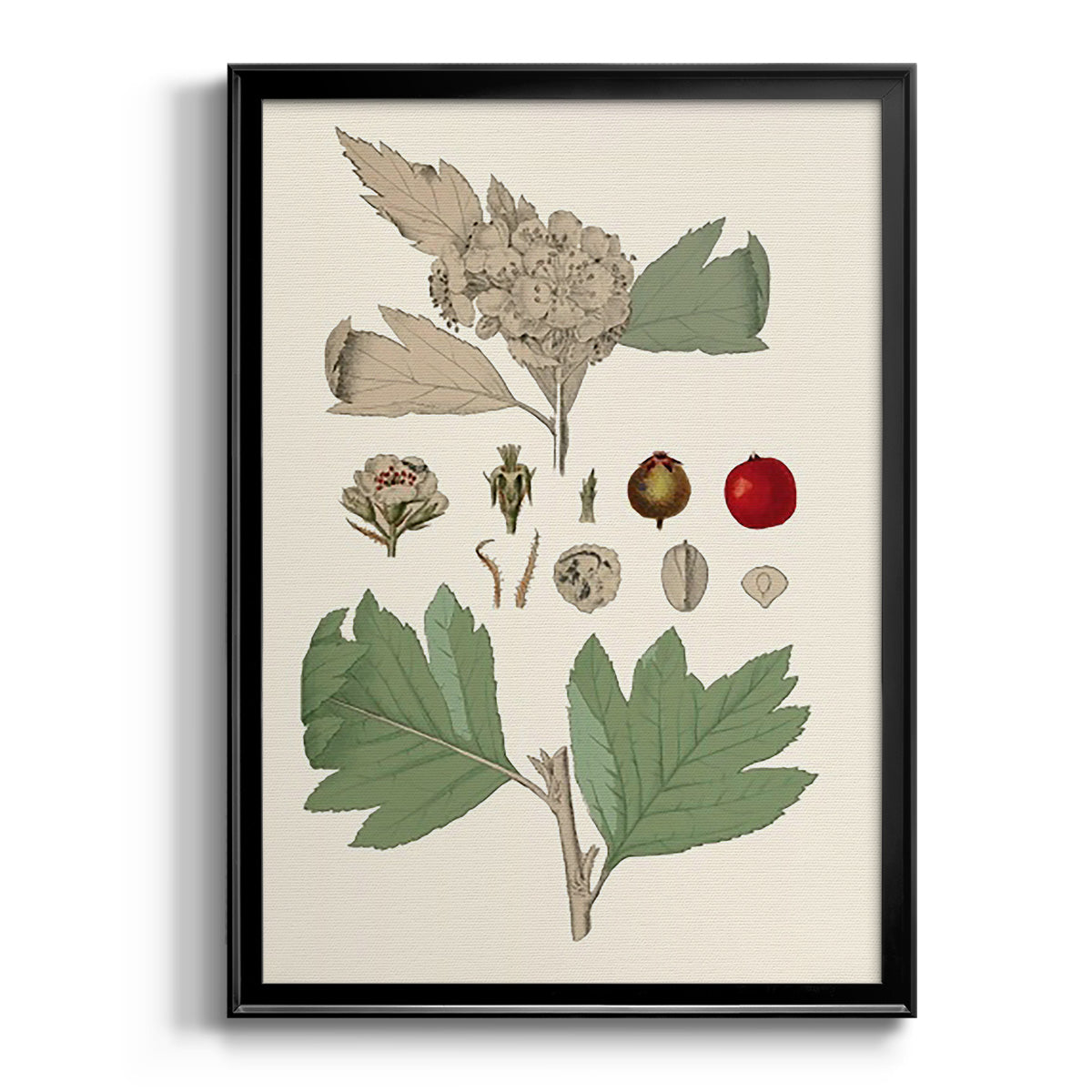 Leaves & Berries IV Premium Framed Print - Ready to Hang