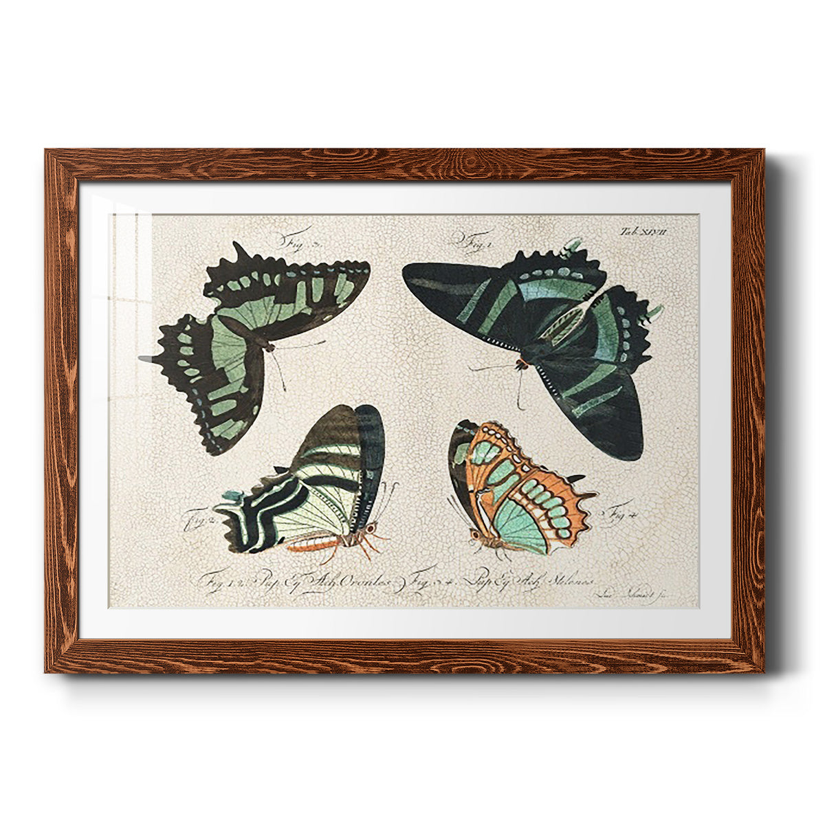 Crackled Butterflies III-Premium Framed Print - Ready to Hang
