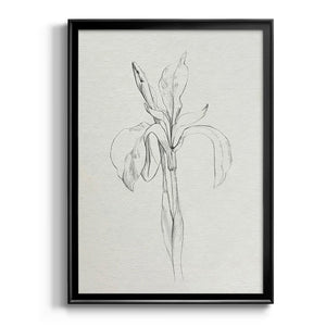 Neutral Iris Sketch II Premium Framed Print - Ready to Hang
