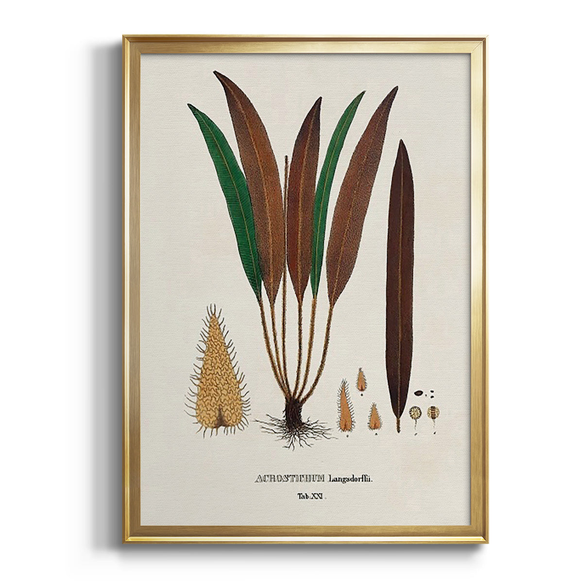 Sepia Botanical Journal I - Modern Framed Canvas Print