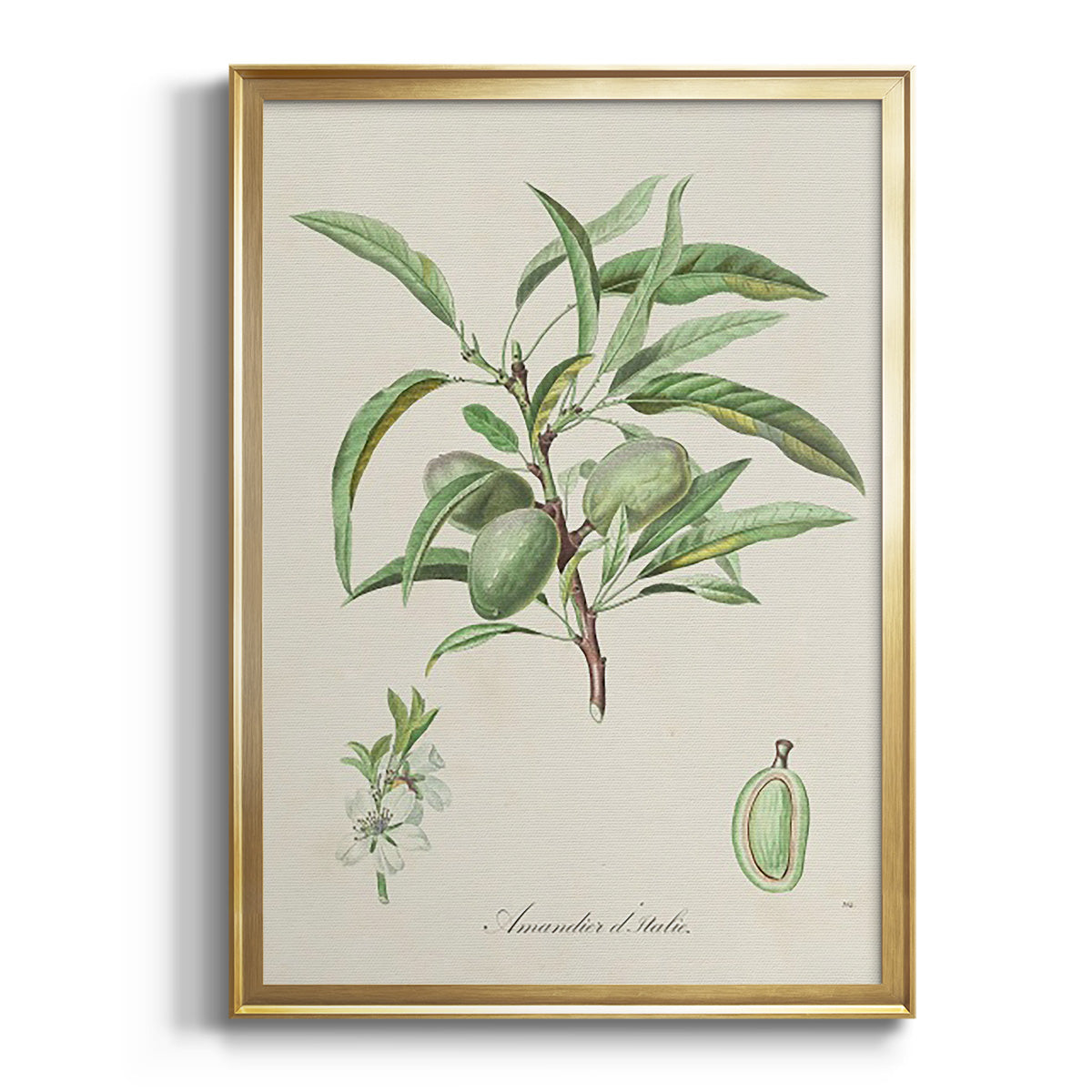 Sepia Botanical Journal I - Modern Framed Canvas Print