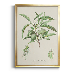 Antique Almond Botanical III Premium Framed Print - Ready to Hang