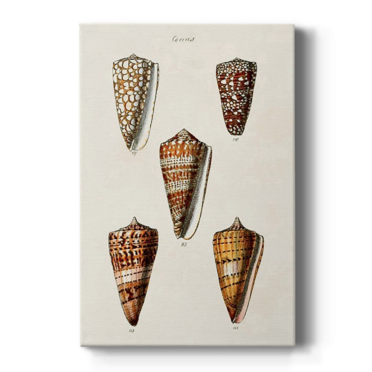 Cone Shell Collection II Premium Gallery Wrapped Canvas - Ready to Hang