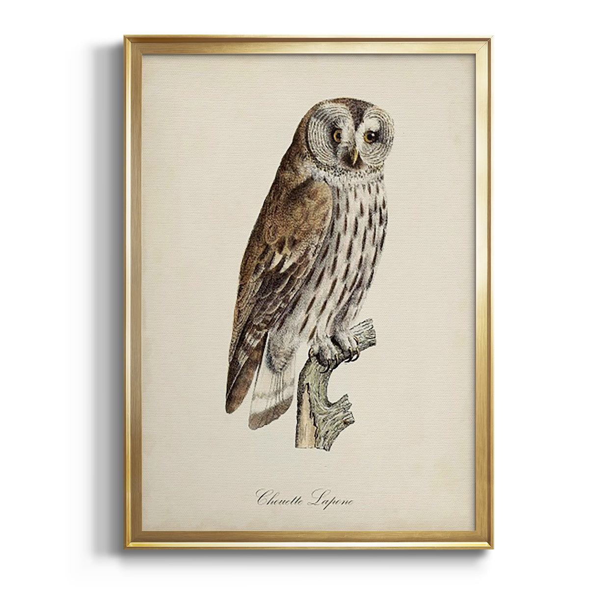 French Owls III Premium Framed Print - Ready to Hang