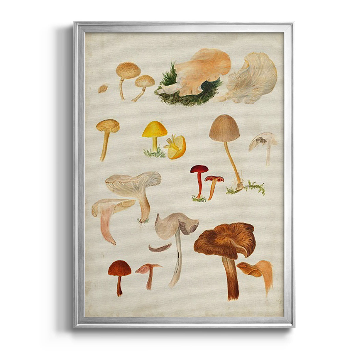 Mushroom Species XII Premium Framed Print - Ready to Hang
