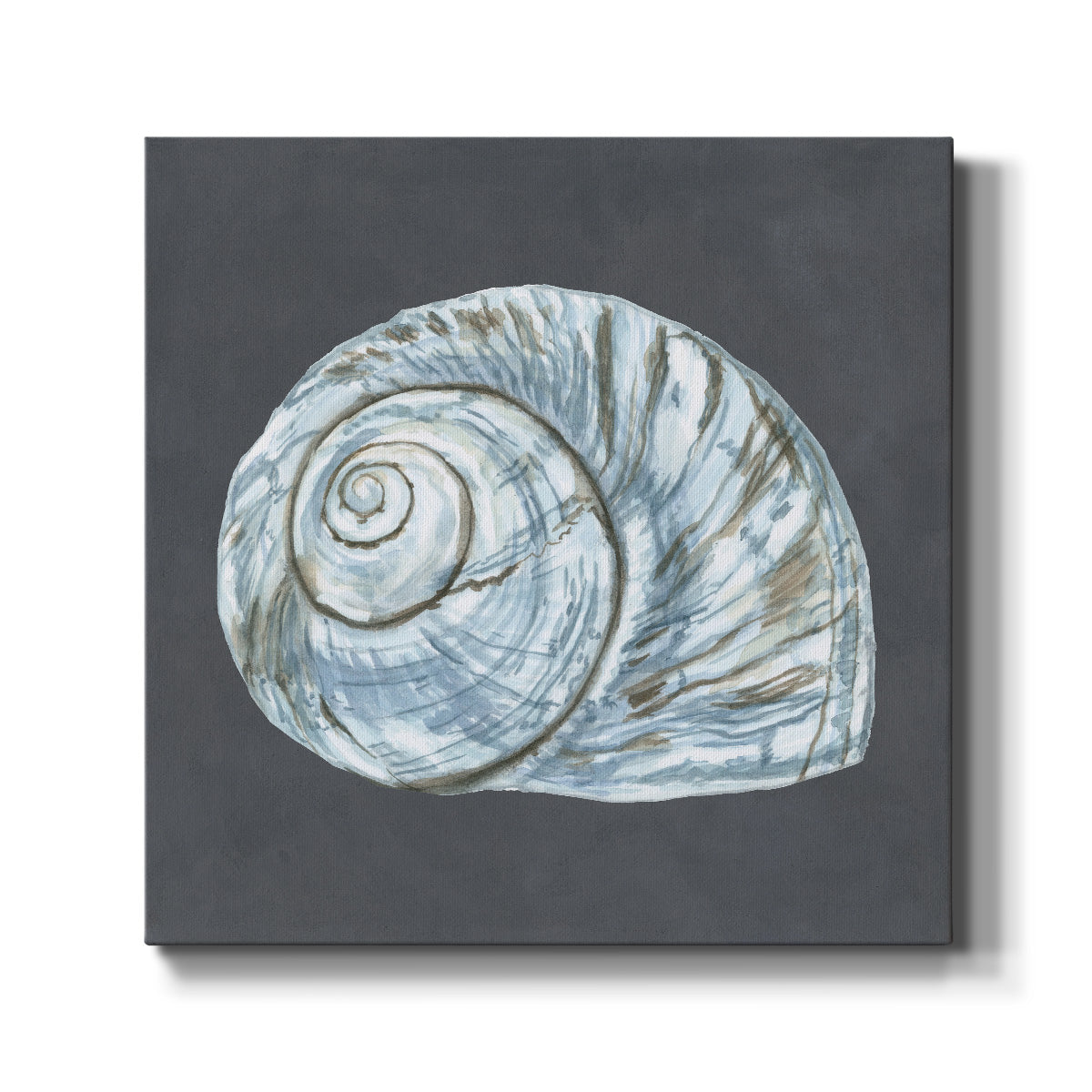 Shell on Slate VIII - Canvas Art Print