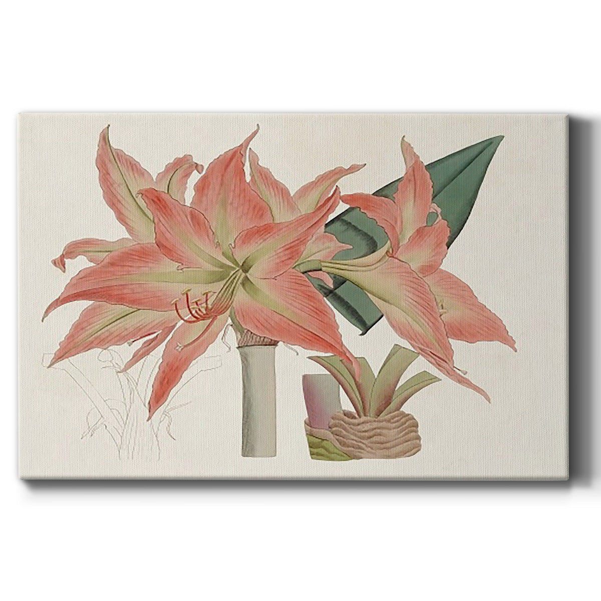 Amaryllis Varietals III Premium Gallery Wrapped Canvas - Ready to Hang