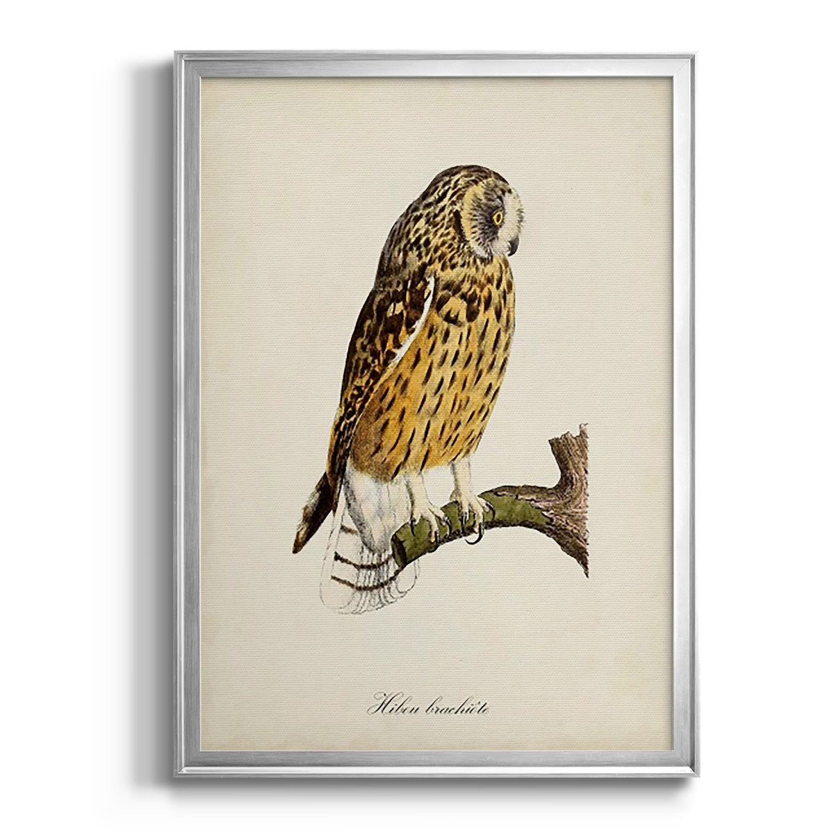 French Owls II Premium Framed Print - Ready to Hang