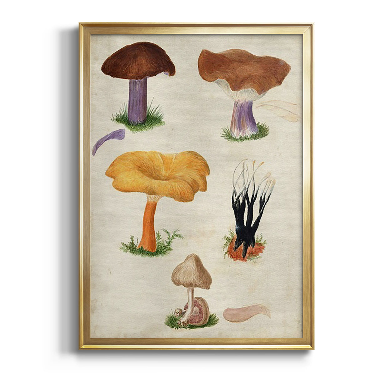 Mushroom Species VII Premium Framed Print - Ready to Hang