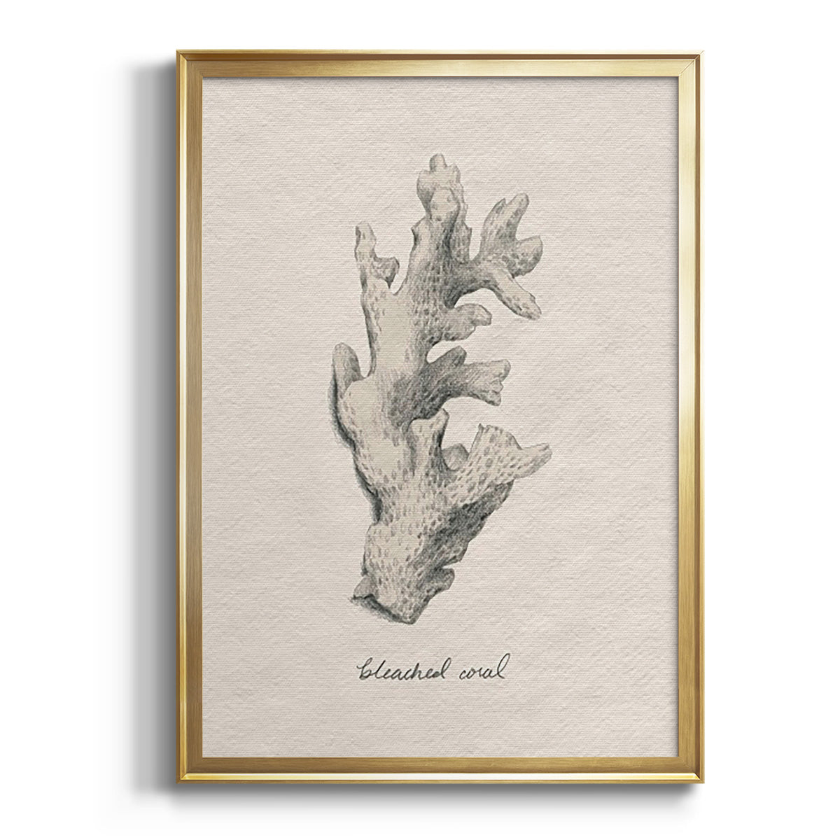 Soft Half Shell I - Modern Framed Canvas Print