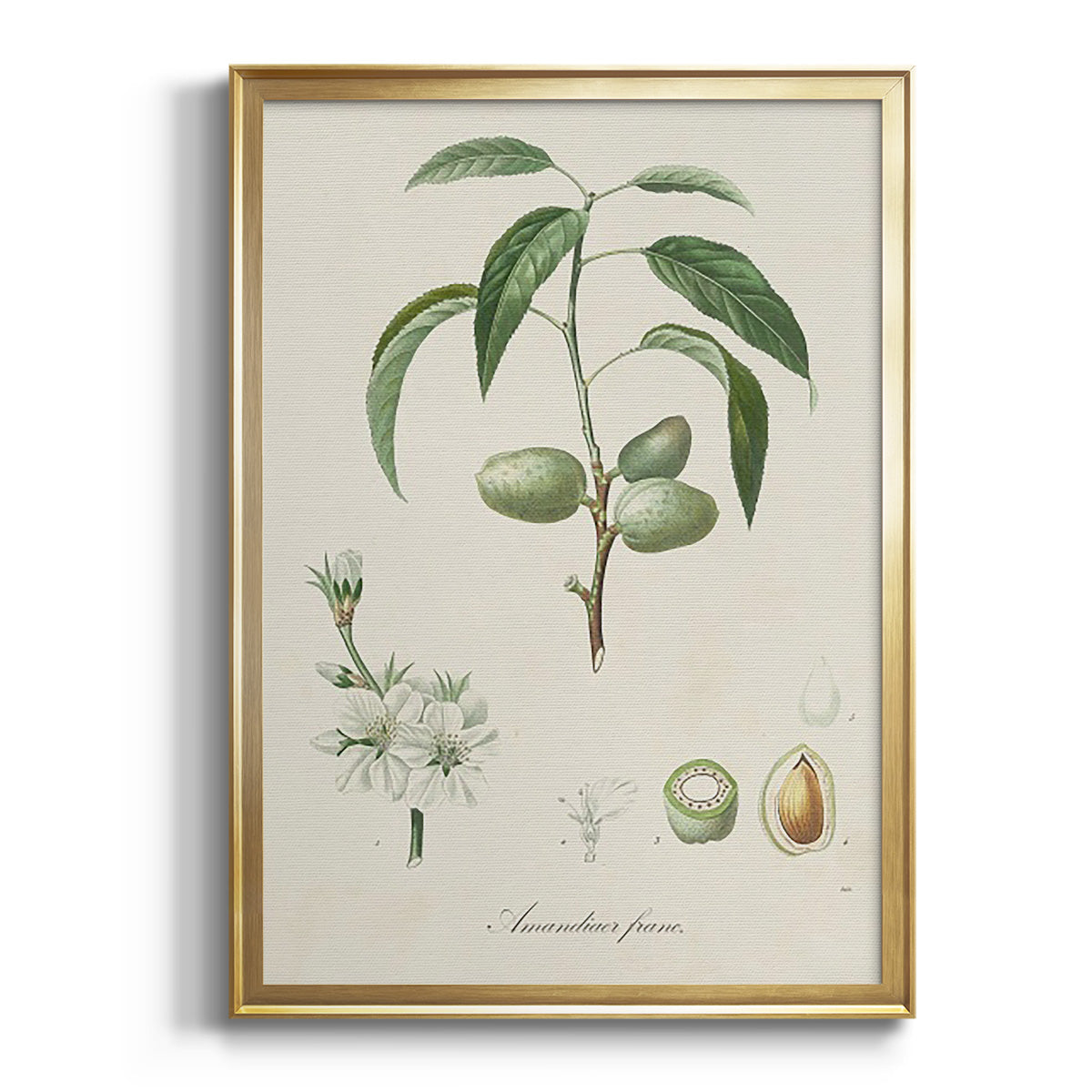 Antique Almond Botanical I Premium Framed Print - Ready to Hang