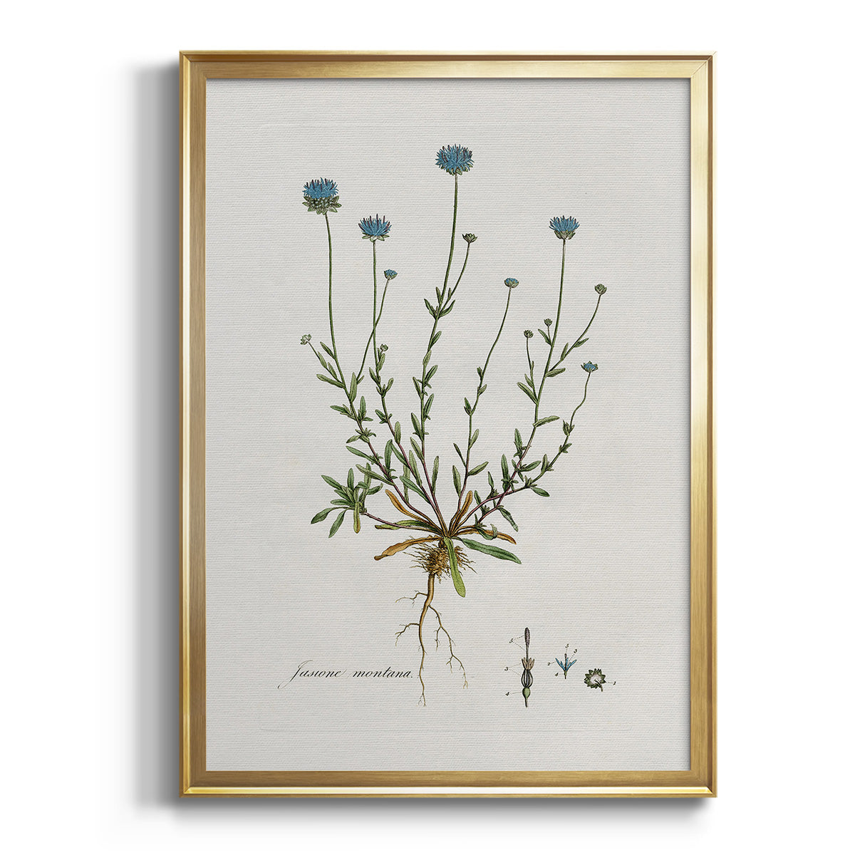 Sepia Botanical Journal I - Modern Framed Canvas Print