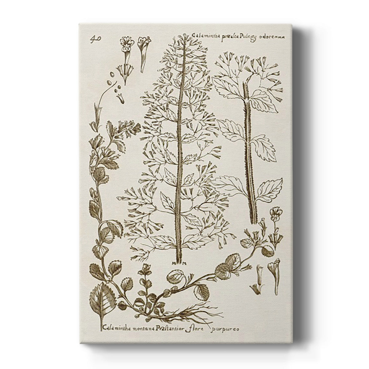Sepia Botanical Journal V - Canvas Art Print