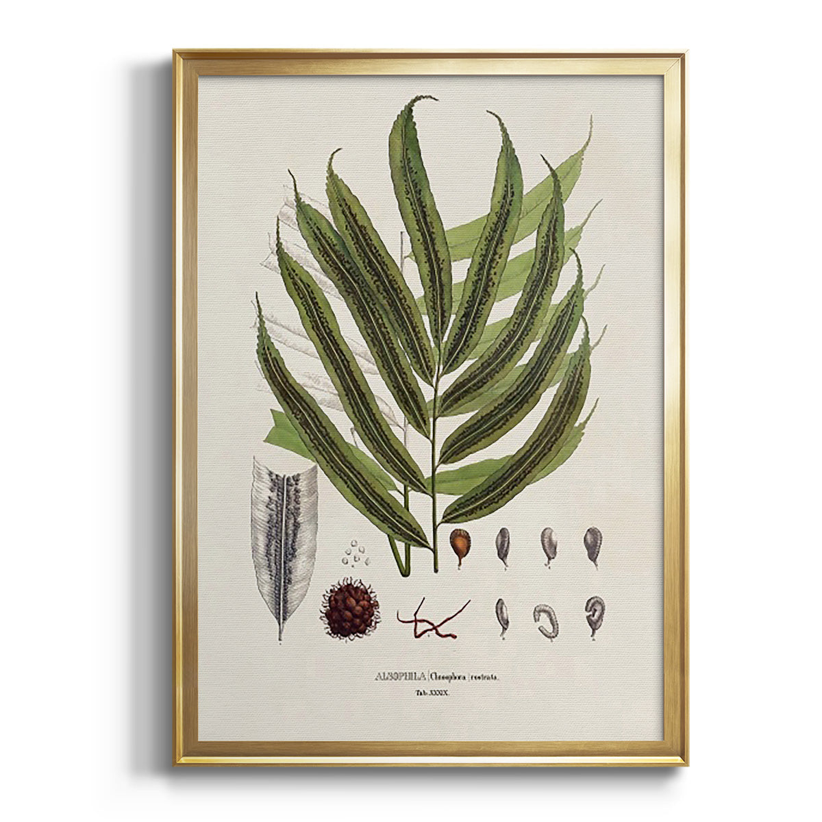 Sepia Botanical Journal I - Modern Framed Canvas Print
