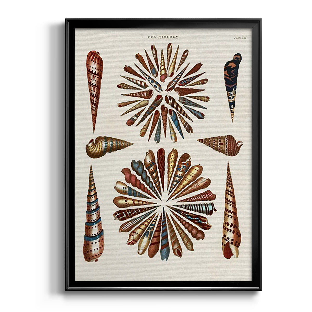 Spiral Shell Formation III Premium Framed Print - Ready to Hang